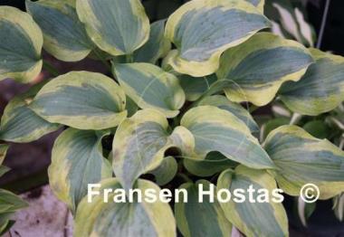 Hosta Snow Boy