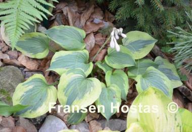 Hosta Snow Boy