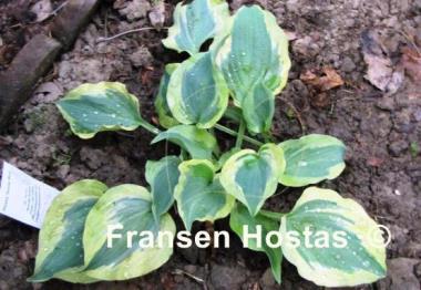 Hosta Snow Boy