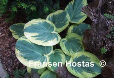 Hosta Snow Cap