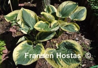 Hosta Snow Cap