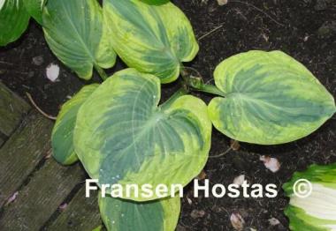 Hosta Snow Cap