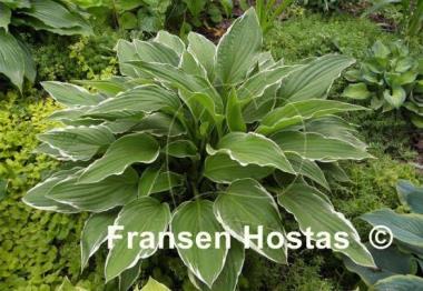 Hosta Snow Crust