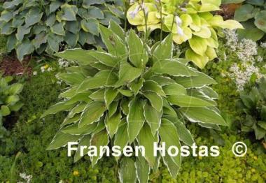Hosta Snow Crust