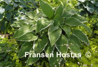 Hosta Snow Crust