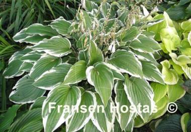 Hosta Snow Crust