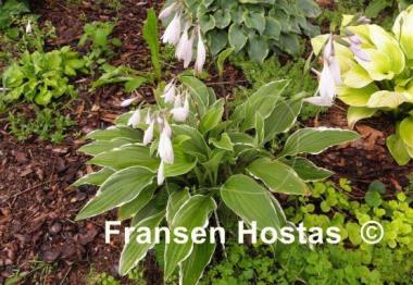 Hosta Snow Crust