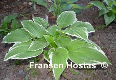 Hosta Snow Crust