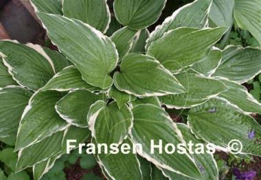 Hosta Snow Crust