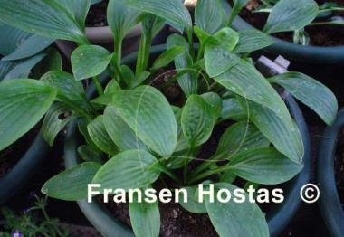 Hosta Snow Flakes