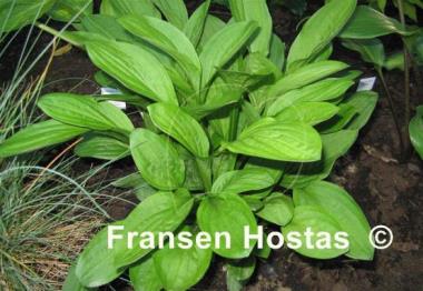 Hosta Snow Flakes