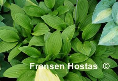 Hosta Snow Flakes