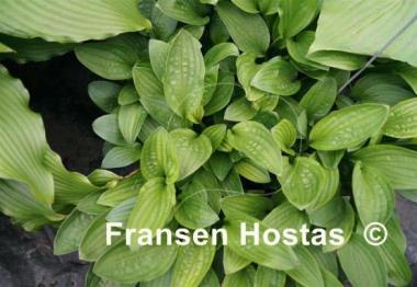Hosta Snow Flakes