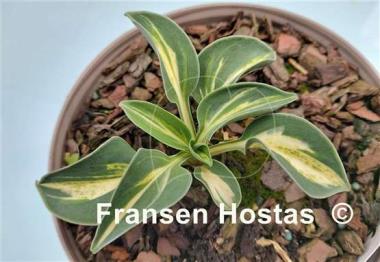 Hosta Snow Mouse