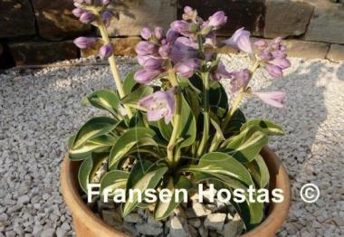 Hosta Snow Mouse