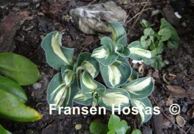 Hosta Snow Mouse