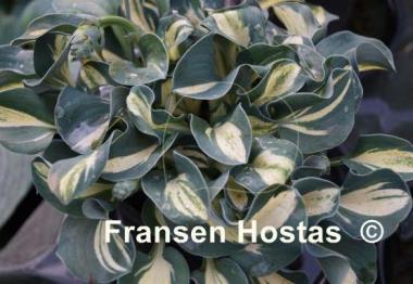 Hosta Snow Mouse