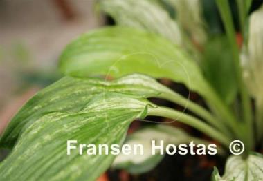 Hosta Snow White