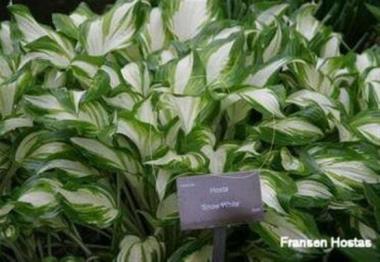 Hosta Snow White