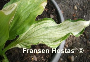 Hosta Snow White
