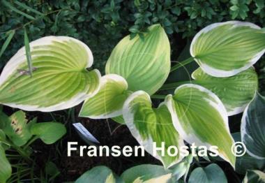 Hosta Snowbound