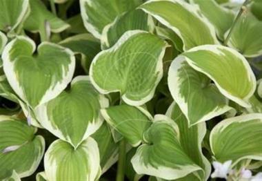 Hosta Snowbound