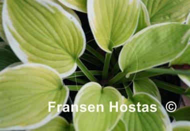 Hosta Snowbound