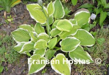 Hosta Snowbound