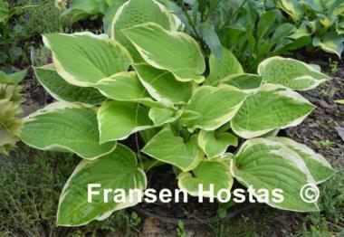 Hosta Snowbound