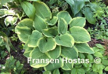 Hosta Snowbound