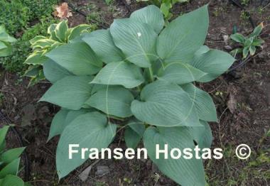 Hosta Snowden