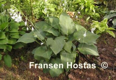 Hosta Snowden