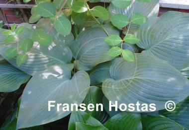 Hosta Snowden