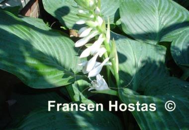 Hosta Snowden