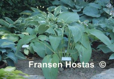 Hosta Snowden