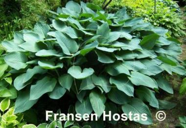 Hosta Snowden