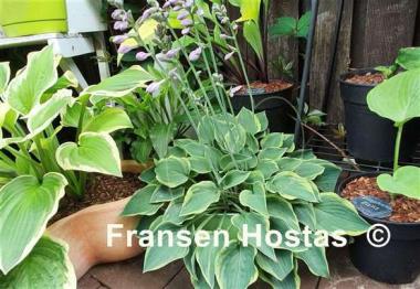Hosta Snowy Lake