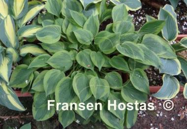 Hosta Snowy Lake