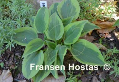 Hosta Snowy Lake