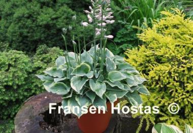 Hosta Snowy Lake