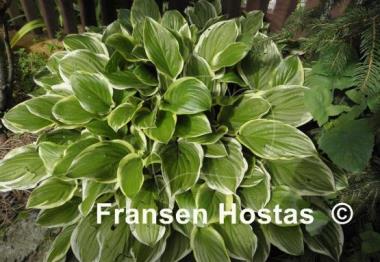 Hosta So Sweet