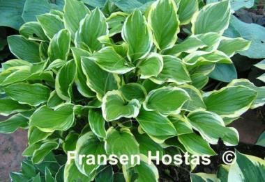 Hosta So Sweet