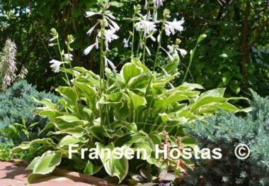 Hosta So Sweet