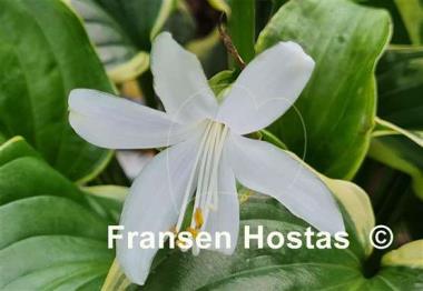 Hosta So Sweet