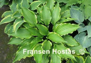Hosta Soft Shoulders