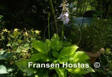 Hosta Solarkugel