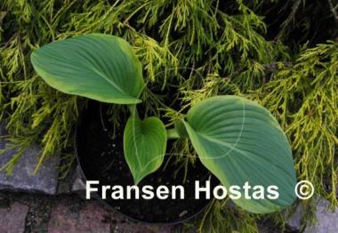 Hosta Soldier Boy