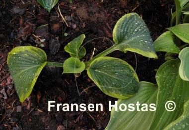Hosta Soldier Boy