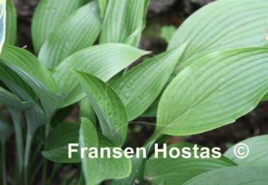 Hosta Solo Flight