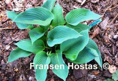 Hosta Something Blue